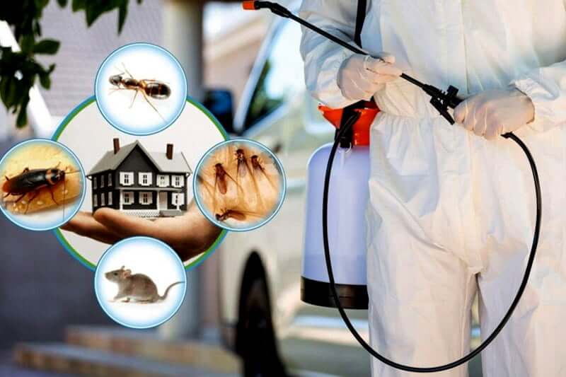 Read more about the article مكافحة حشرات الكويت – 94008295