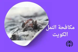 Read more about the article مكافحة النمل الكويت: دليل شامل لحماية المنزل والمنشأة من انتشار النمل -96596788197